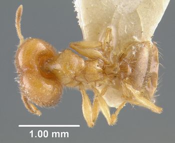 Media type: image;   Entomology 20735 Aspect: habitus dorsal view